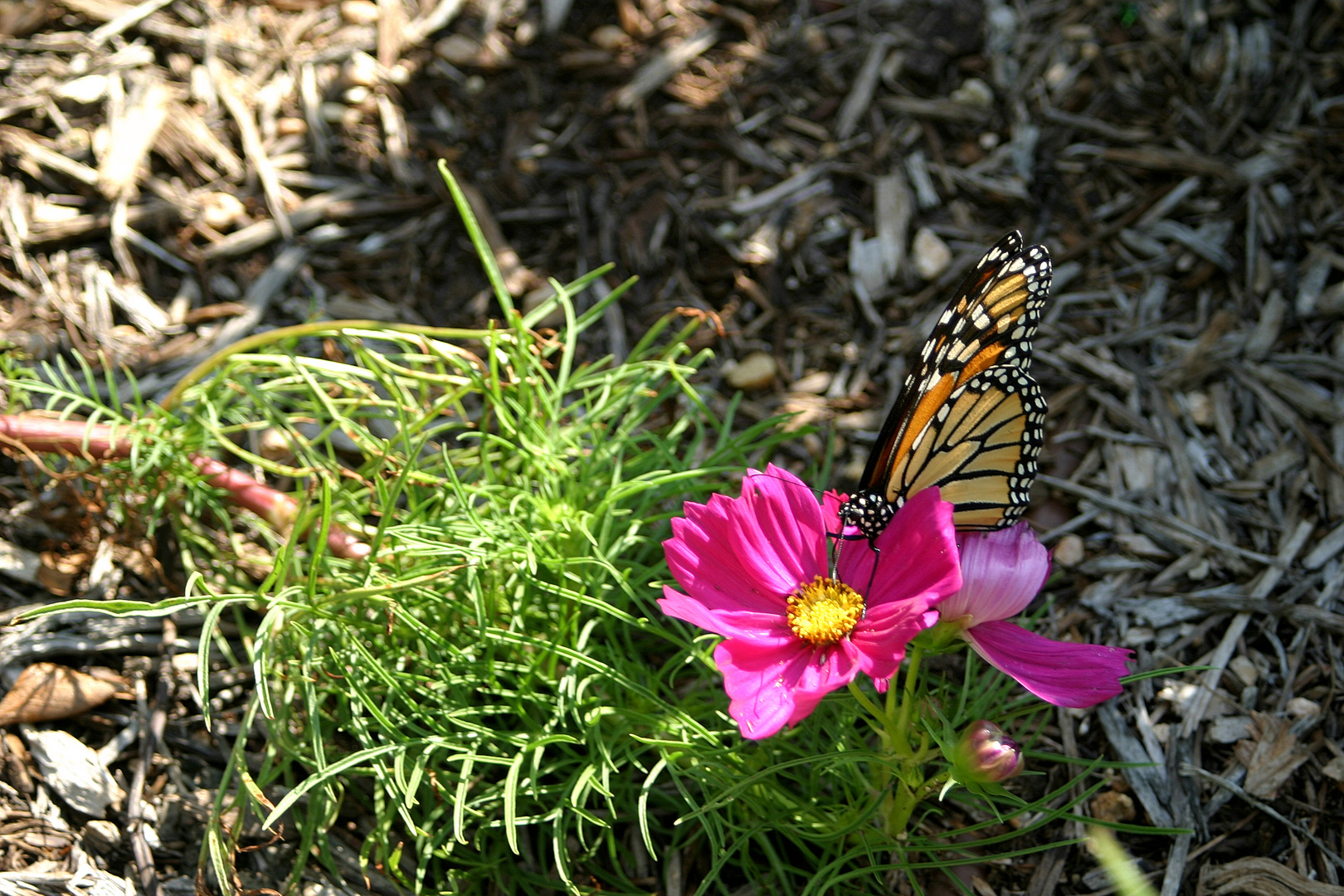 Little Butterfly