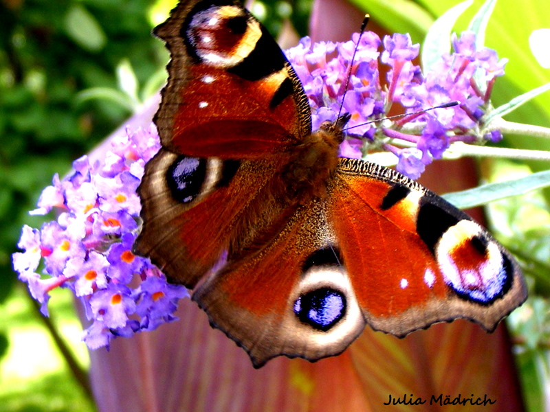 Little Butterfly. (: