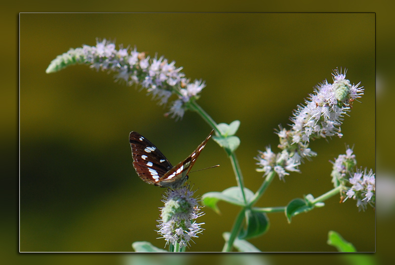 little butterfly