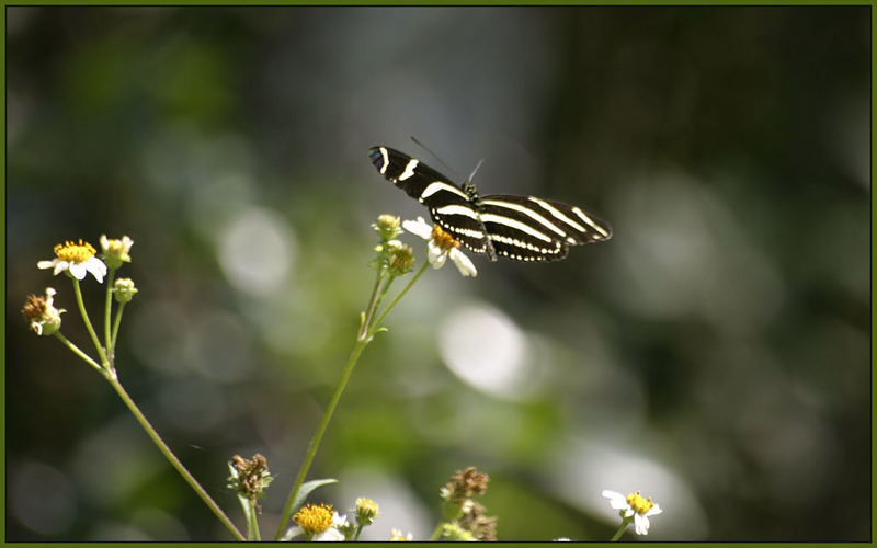 Little Butterfly who lives in the Everglades