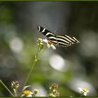 Little Butterfly who lives in the Everglades