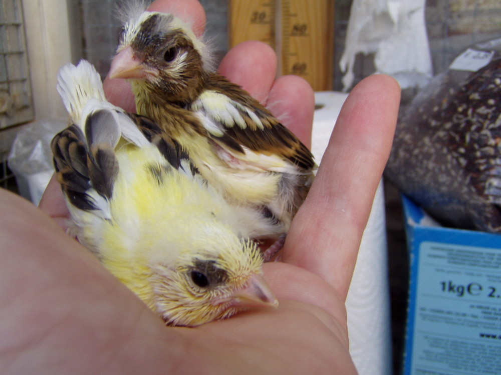 Little canaries 14 days old