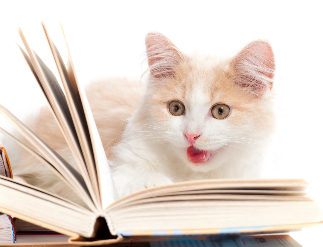 Little cat read a book