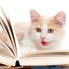 Little cat read a book