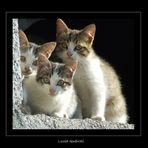 little cats