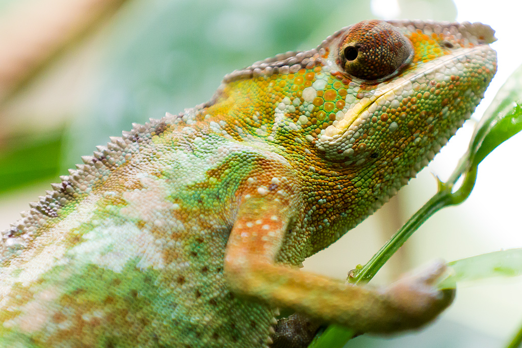 Little chameleon is watching you!