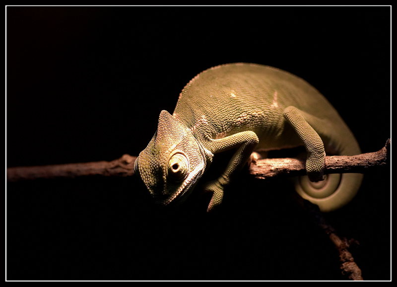little chameleon - Zoo, Köln