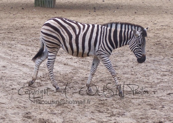 Little Chapman Zebra .