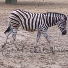 Little Chapman Zebra .