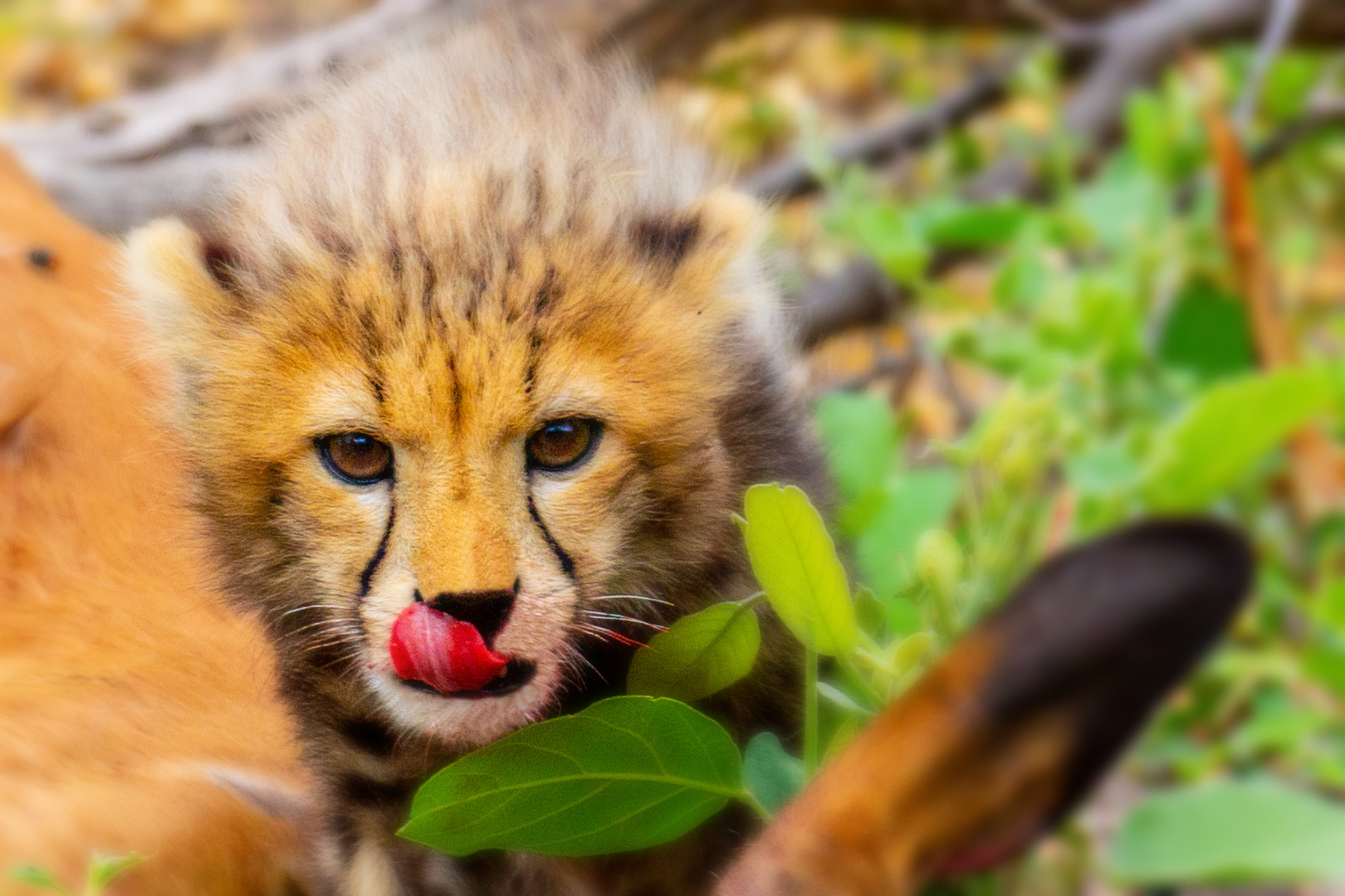 LITTLE CHEETAH