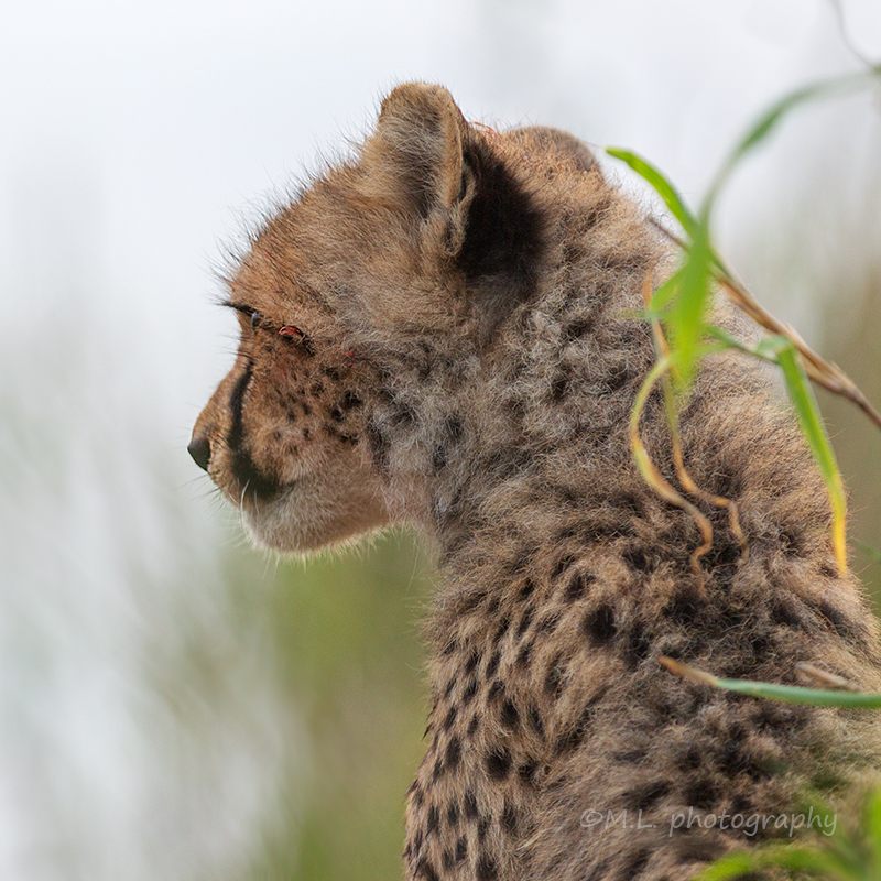 little cheetah