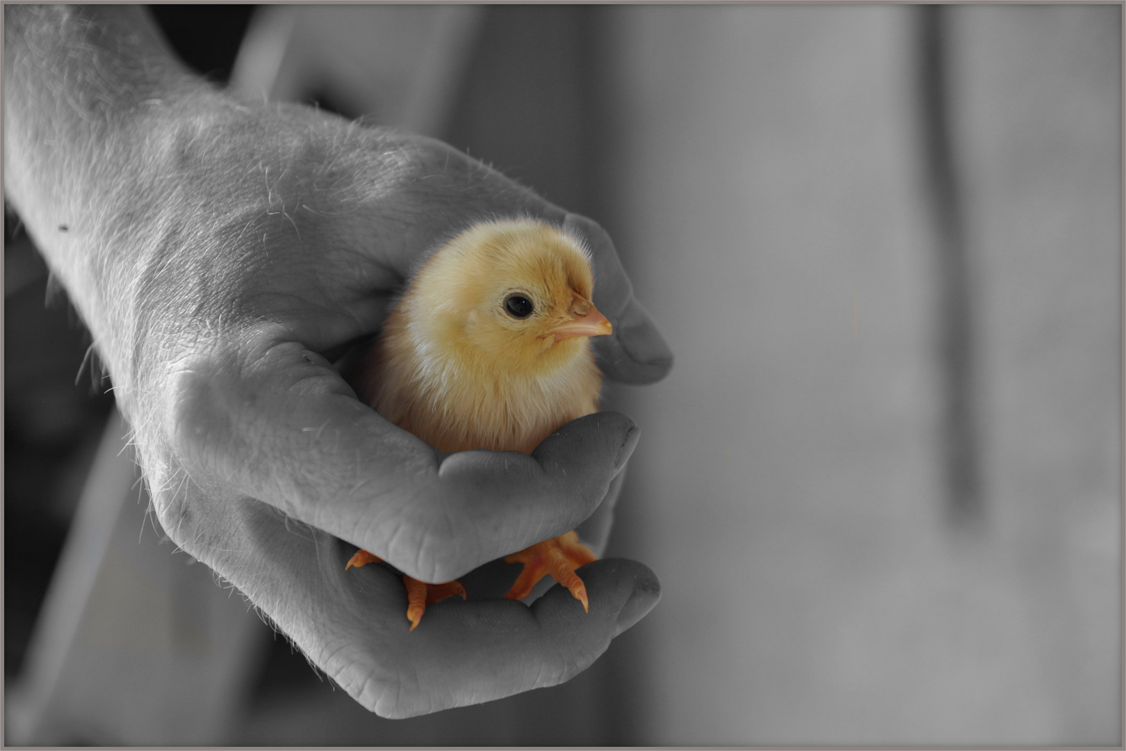 Little Chick