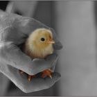 Little Chick