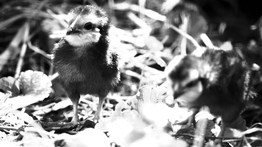 little chick