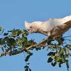 Little Corella