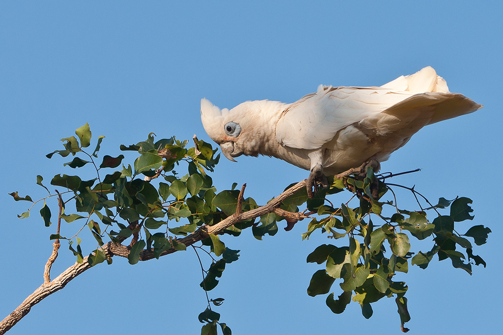 Little Corella