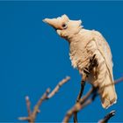 Little corella