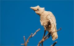 Little corella