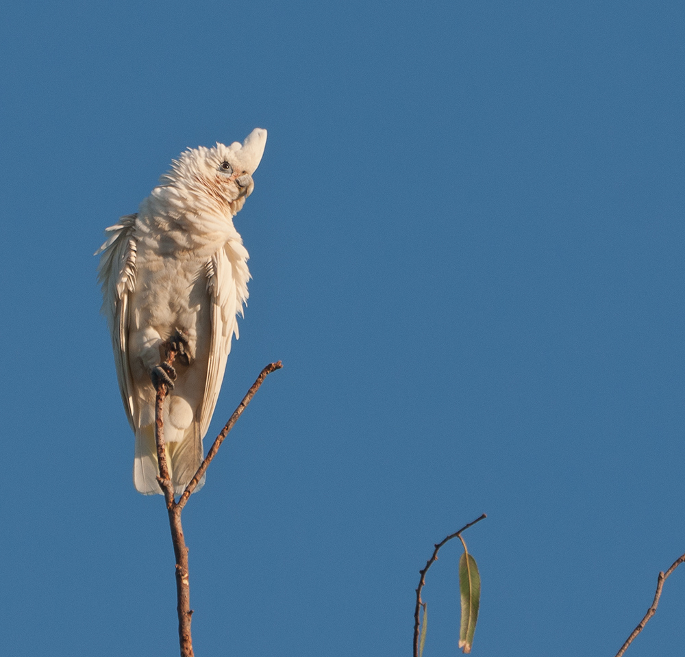 Little Corella