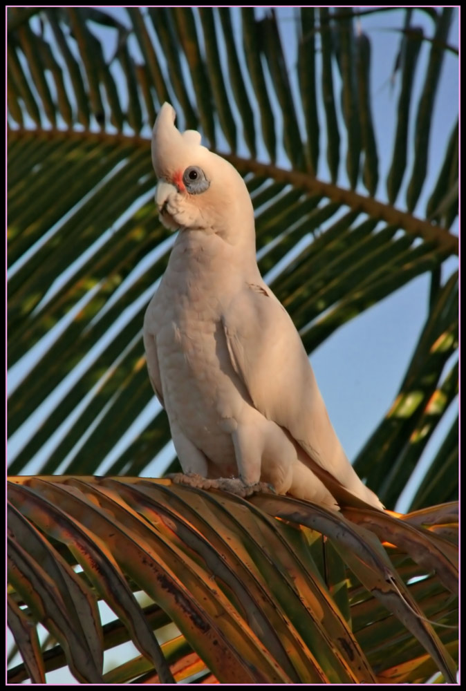 Little Corella in Pose