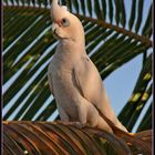 Little Corella in Pose