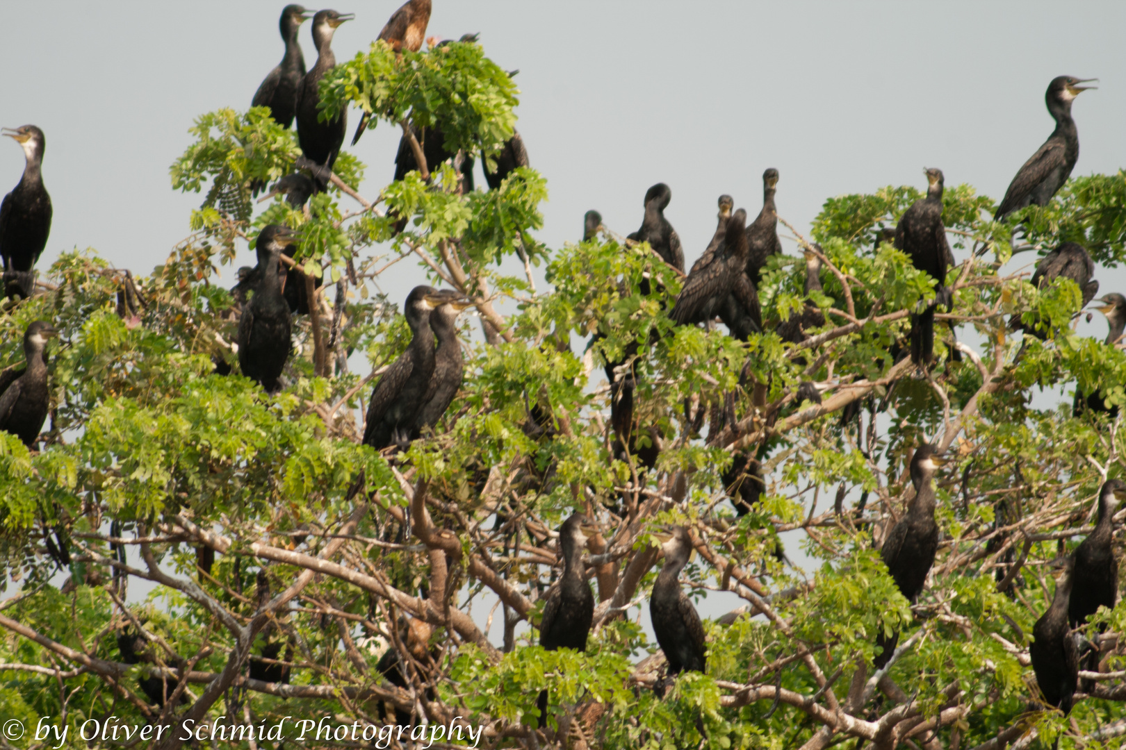 Little Cormorant