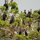 Little Cormorant