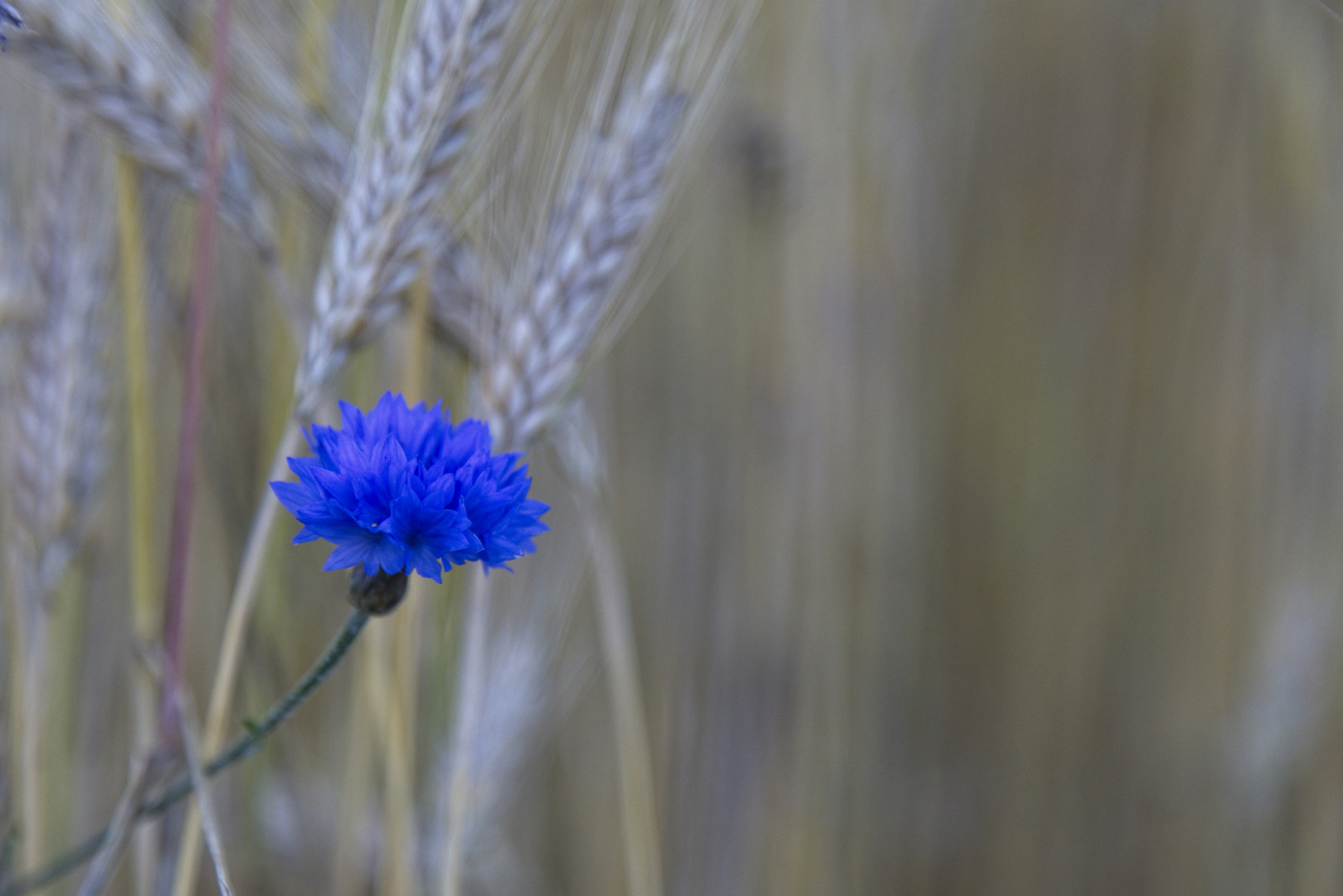 Little Cornflower