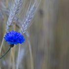 Little Cornflower