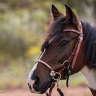 Little Cowhorse