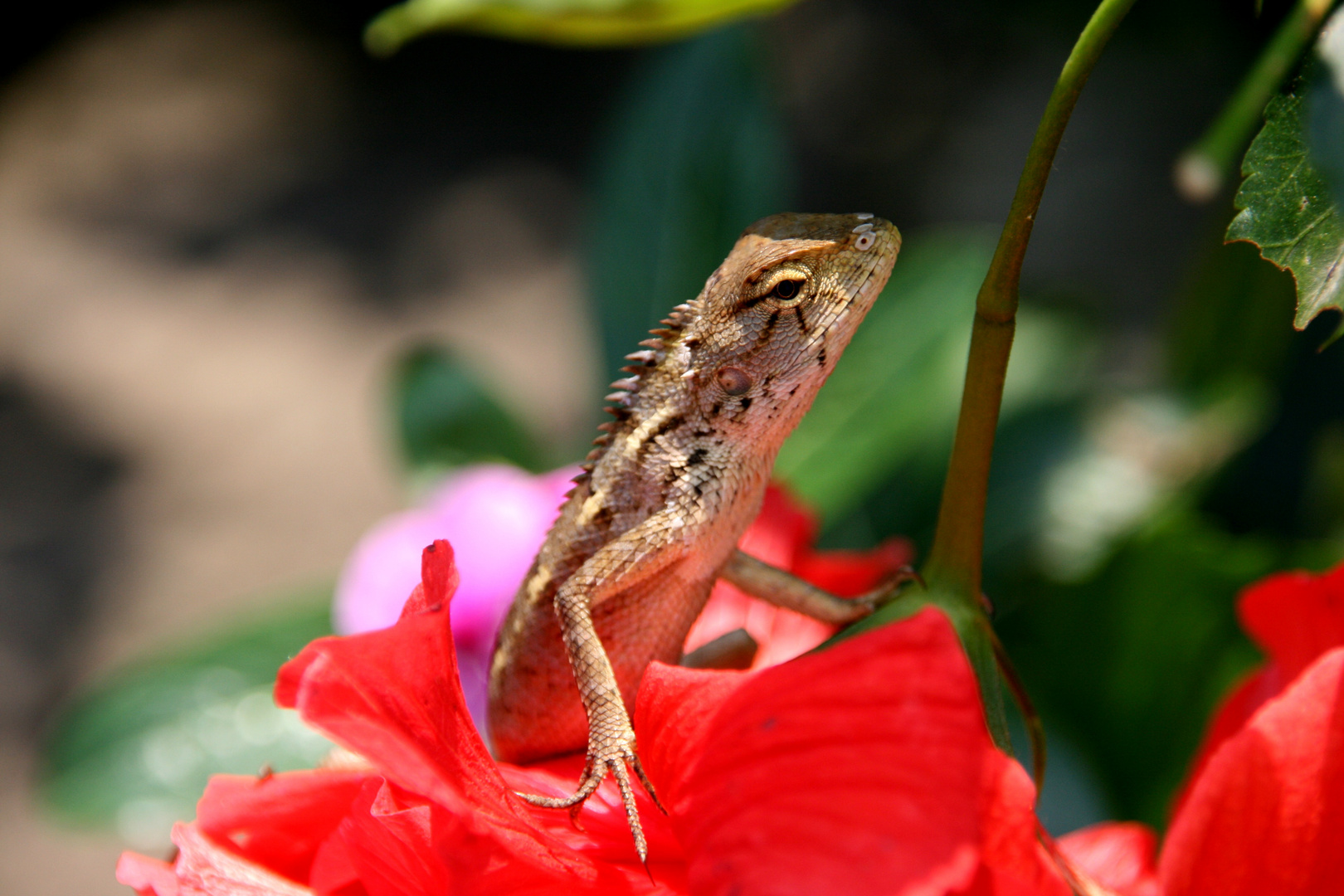 little creature enjoying the spring...