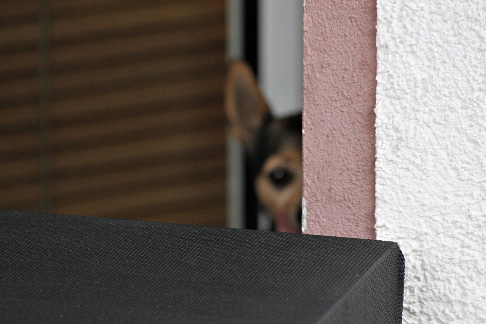 Little curious Dog....