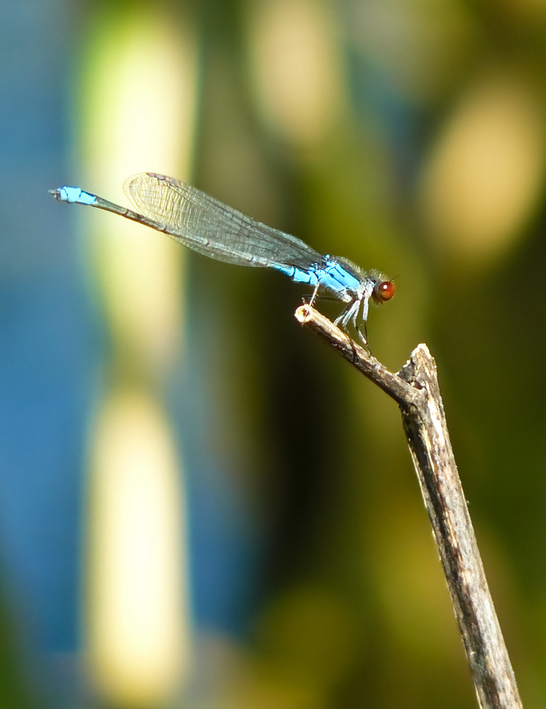 Little cute blue damselfly