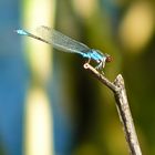 Little cute blue damselfly