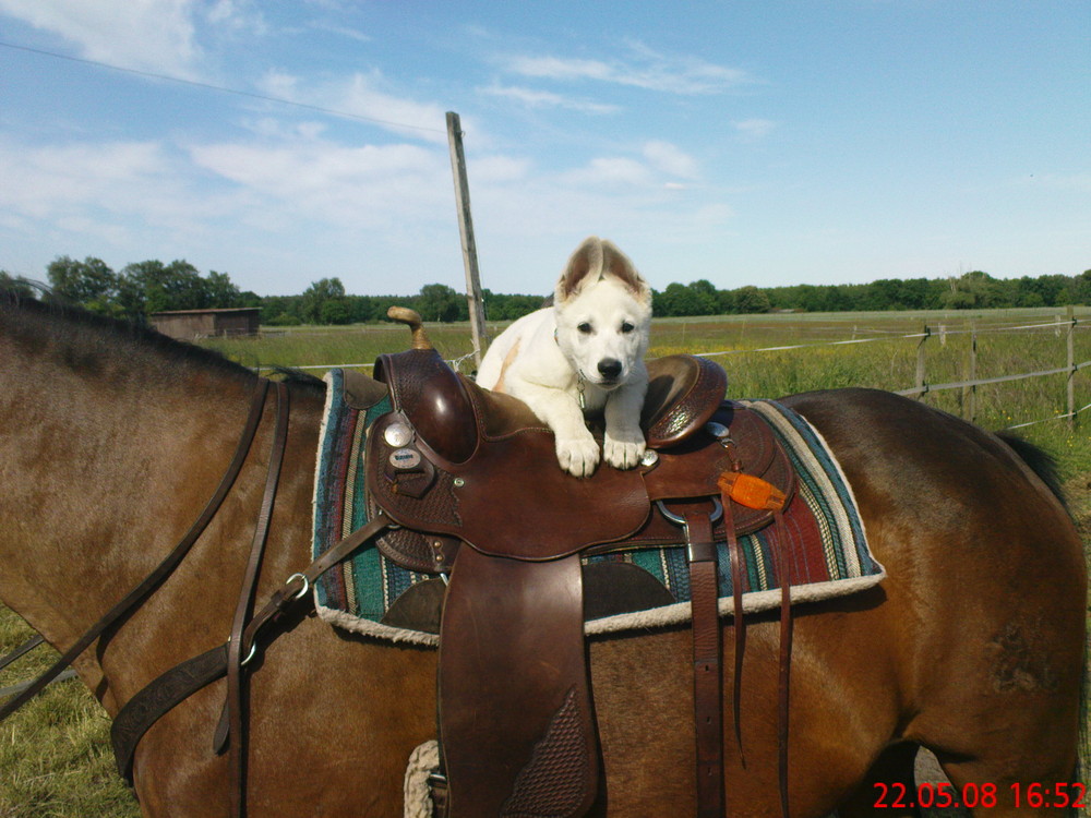 Little Cysco lernt das Reiten.