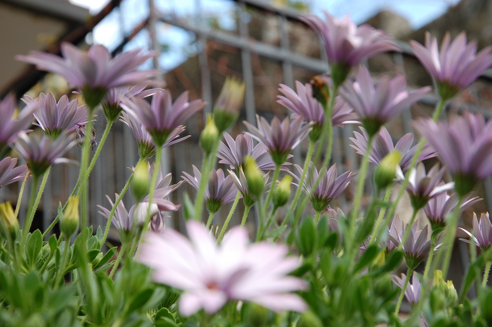 Little Daisies