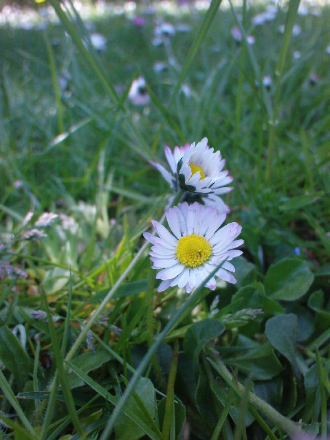 Little Daisies