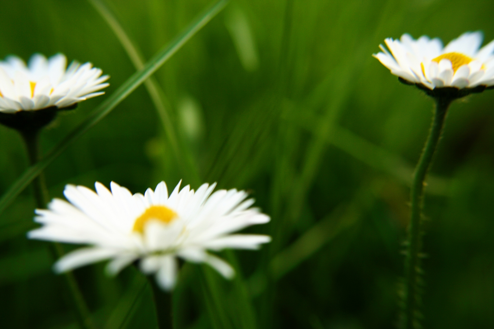 little daisies