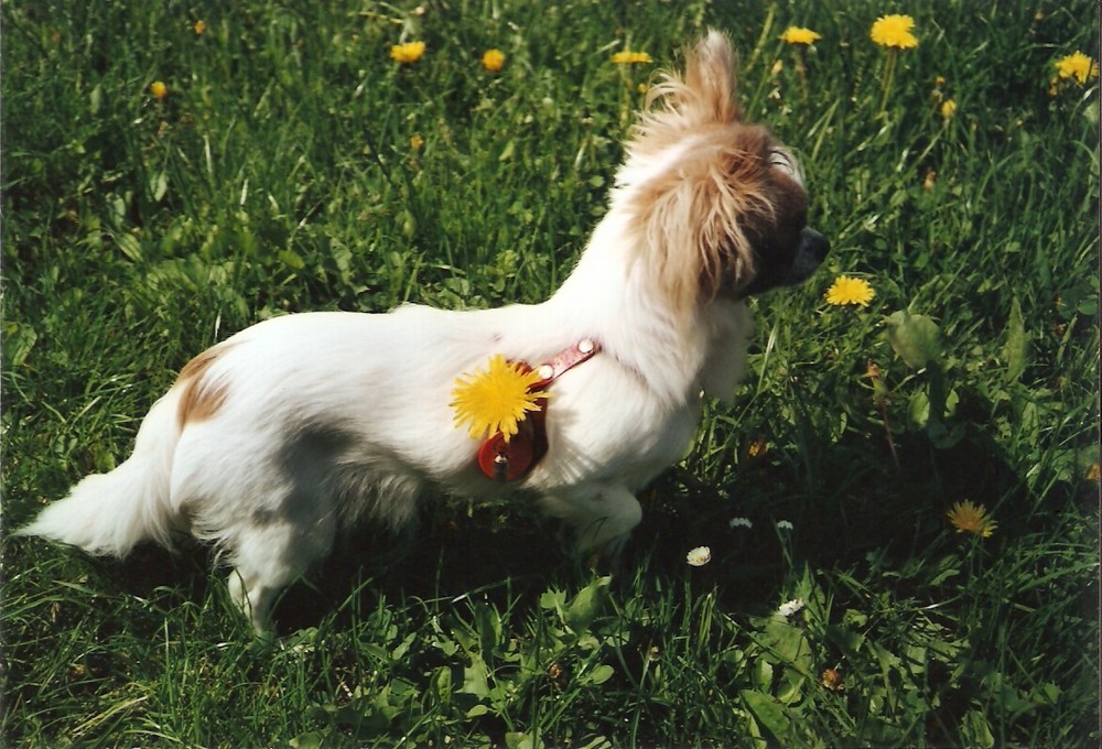 Little dandelion :o)