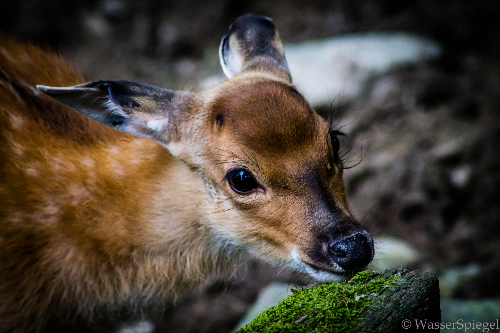 Little deer