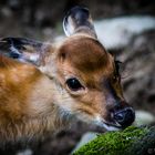 Little deer