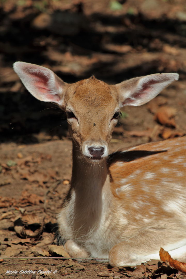 Little deer / Cucciolo di daino