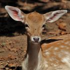 Little deer / Cucciolo di daino