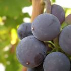 little detail of grapes