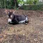 Little donkey