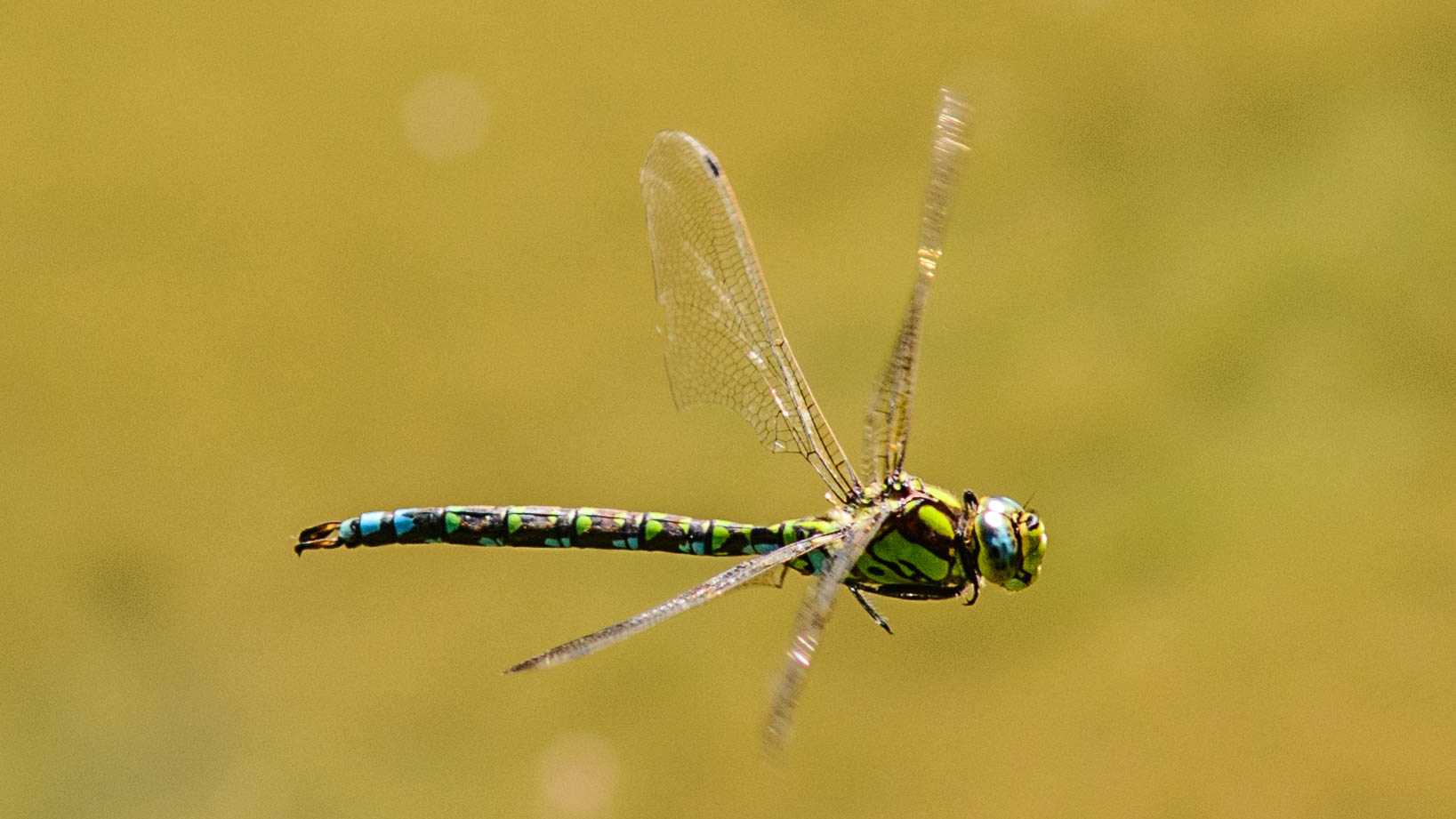 Little Dragonfly cruising