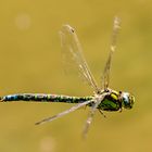 Little Dragonfly cruising