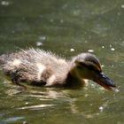 little Duck