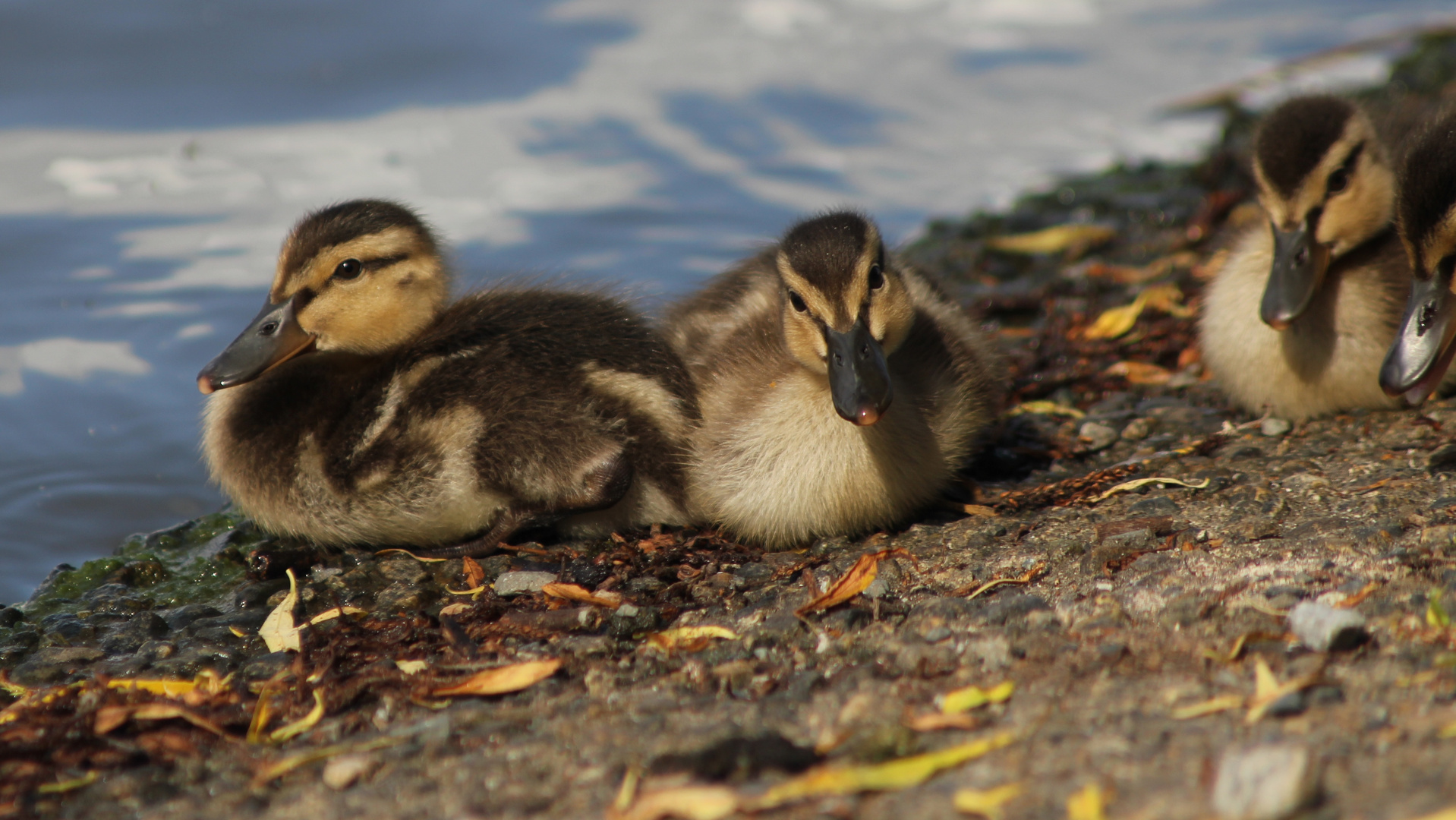 Little Ducklings