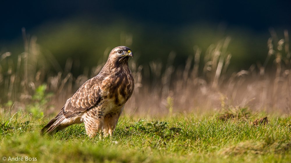 Little Eagle Portrait